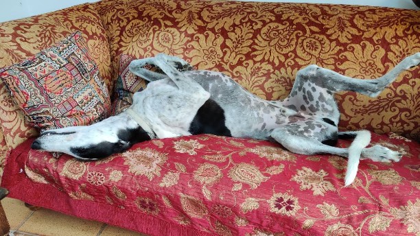 Black and white greyhound called Olly upside down on a sofa